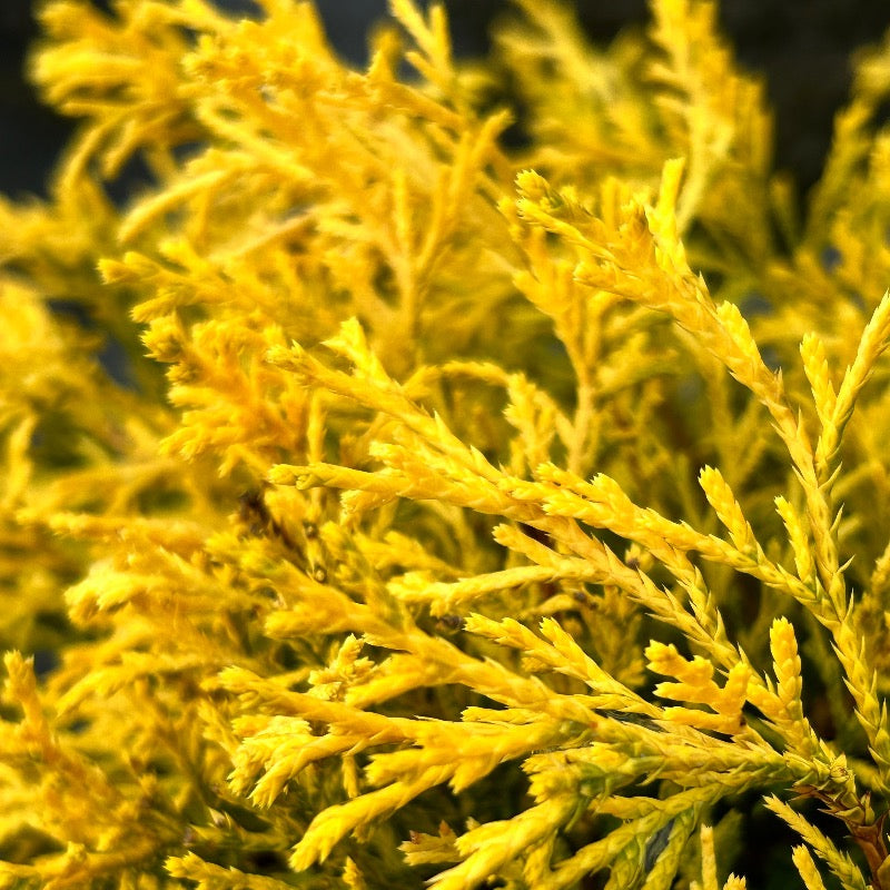Chamaecyparis King's Gold | GoBuyPlants