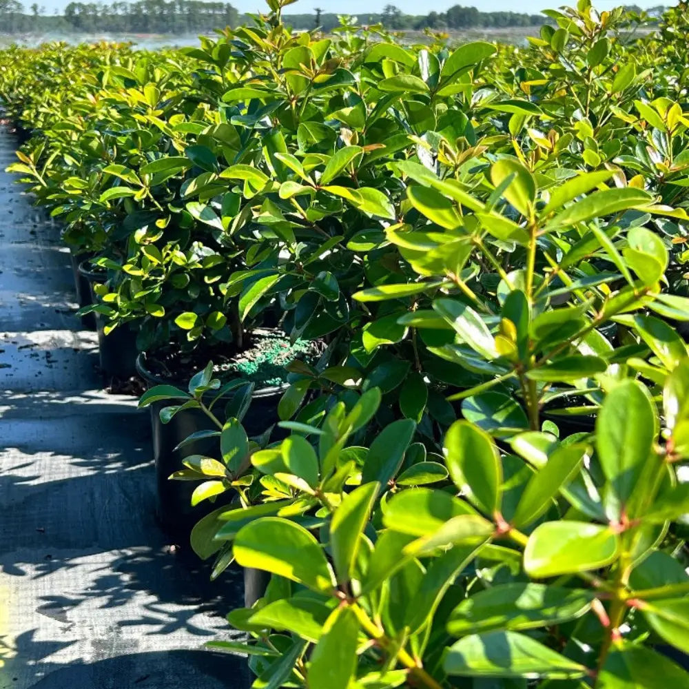 Cleyera with bronze red new growth and glossy green evergreen foliage