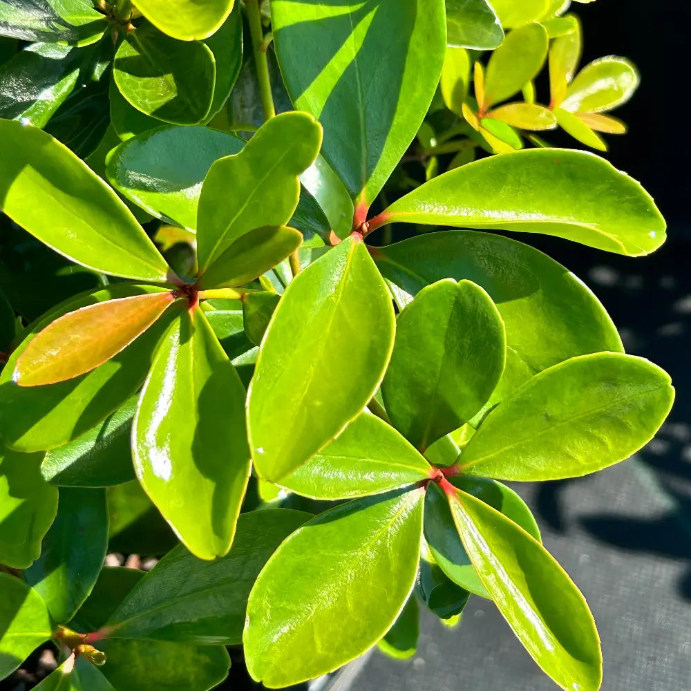 Cleyera with bronze red new growth and glossy green evergreen foliage