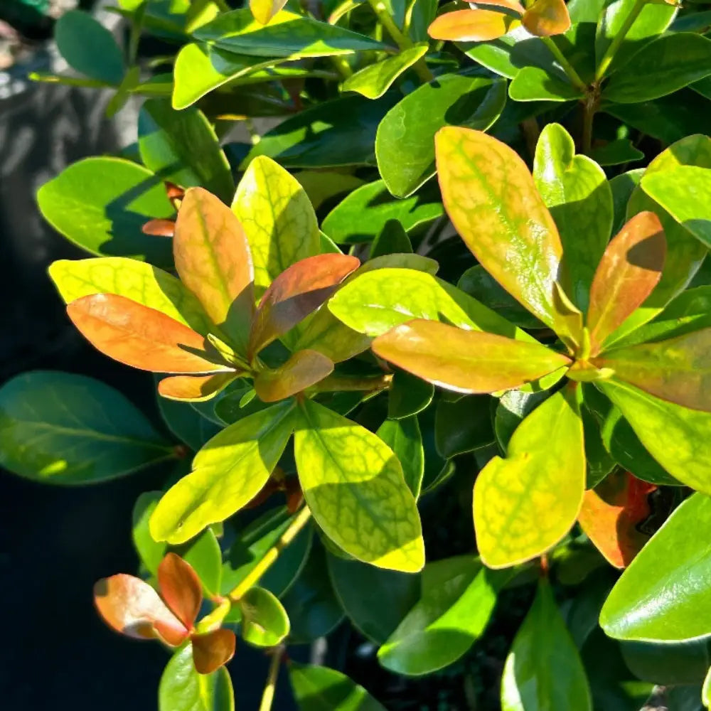 Cleyera with bronze red new growth and glossy green evergreen foliage