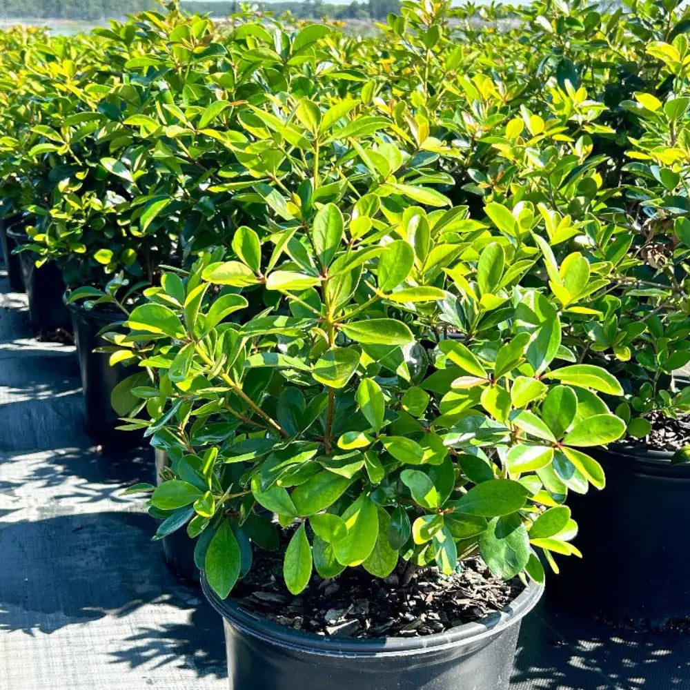 Cleyera with bronze red new growth and glossy green evergreen foliage
