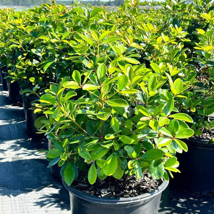 Cleyera with bronze red new growth and glossy green evergreen foliage