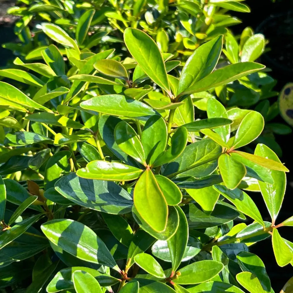 Cleyera with bronze red new growth and glossy green evergreen foliage