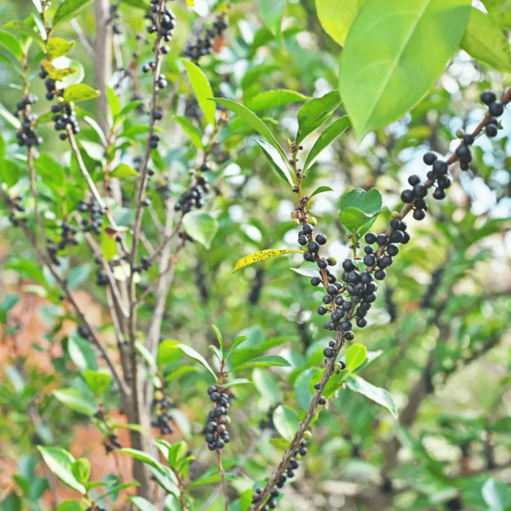 Cleyera with bronze red new growth and glossy green evergreen foliage
