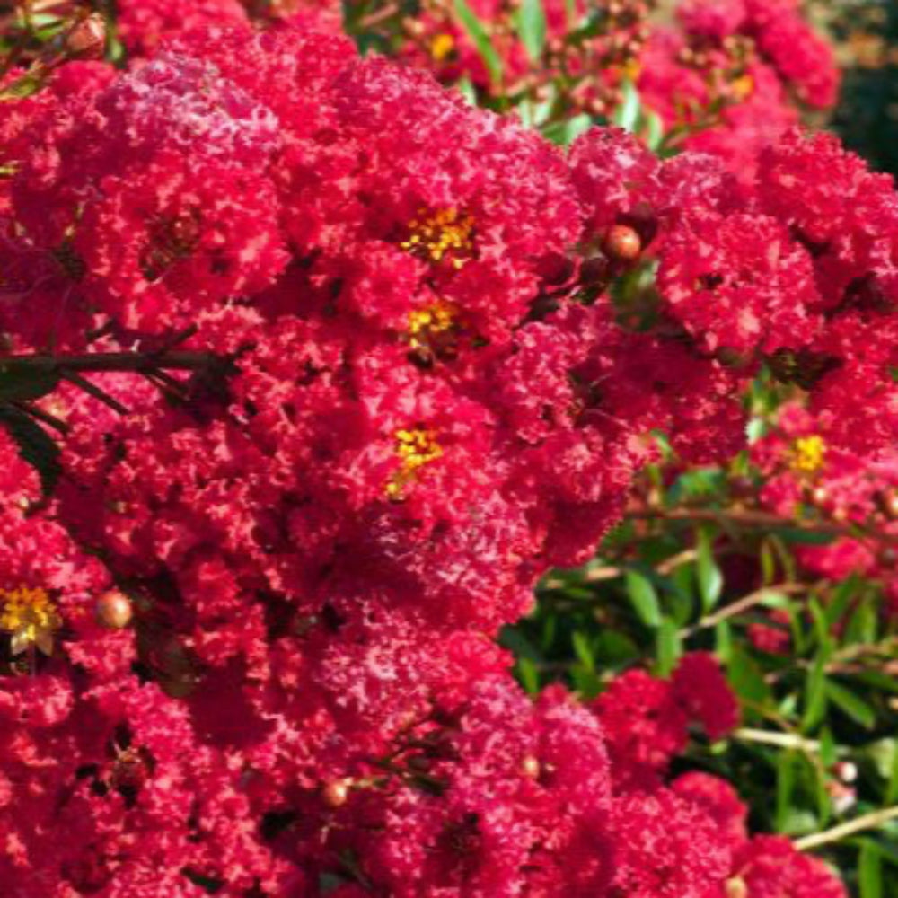 Cherry Dazzle Crape Myrtle with vivid cherry red flowers