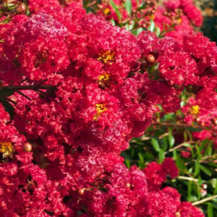 Cherry Dazzle Crape Myrtle with vivid cherry red flowers
