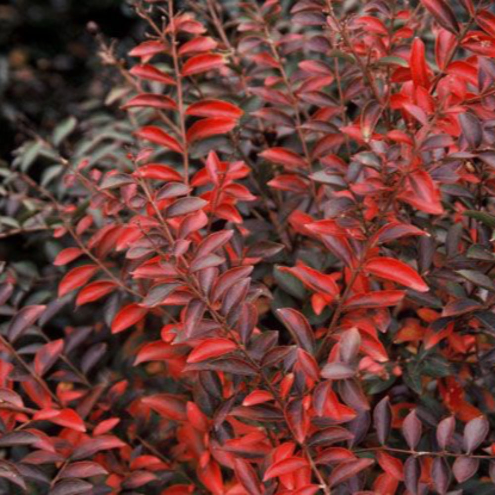 Cherry Dazzle Crape Myrtle with vivid cherry red flowers