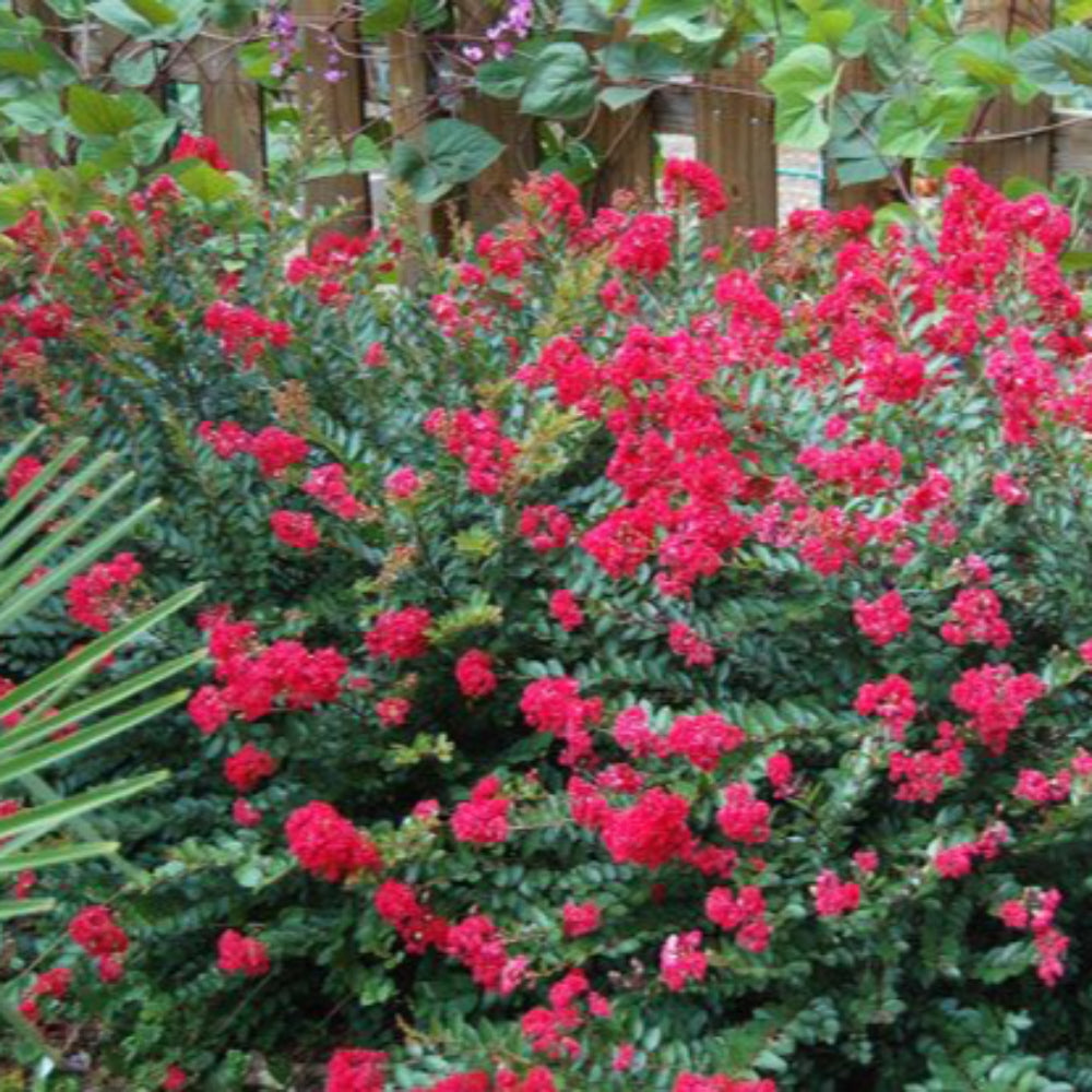 Cherry Dazzle Crape Myrtle with vivid cherry red flowers