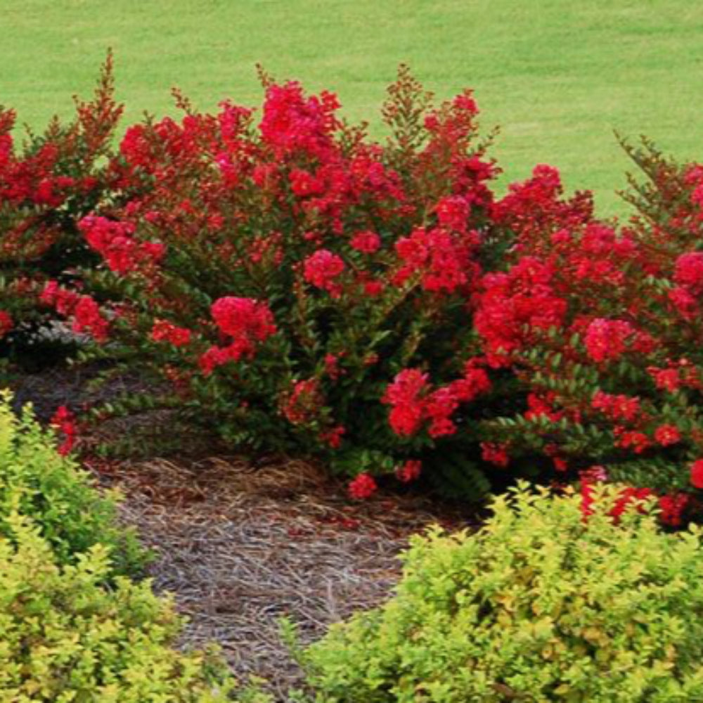 Cherry Dazzle Crape Myrtle with vivid cherry red flowers