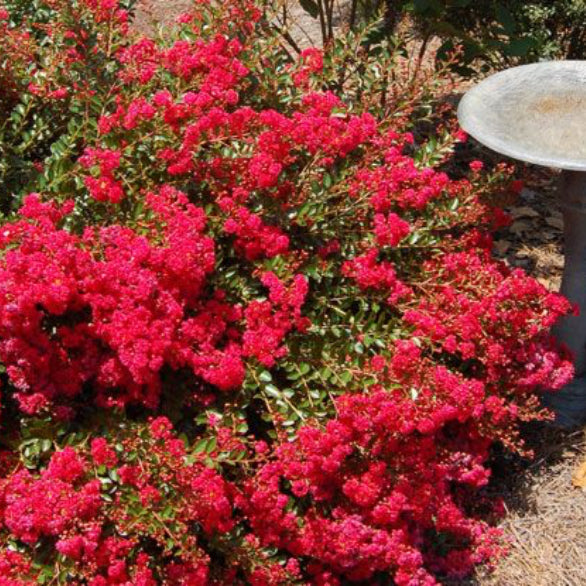 Cherry Dazzle Crape Myrtle with vivid cherry red flowers
