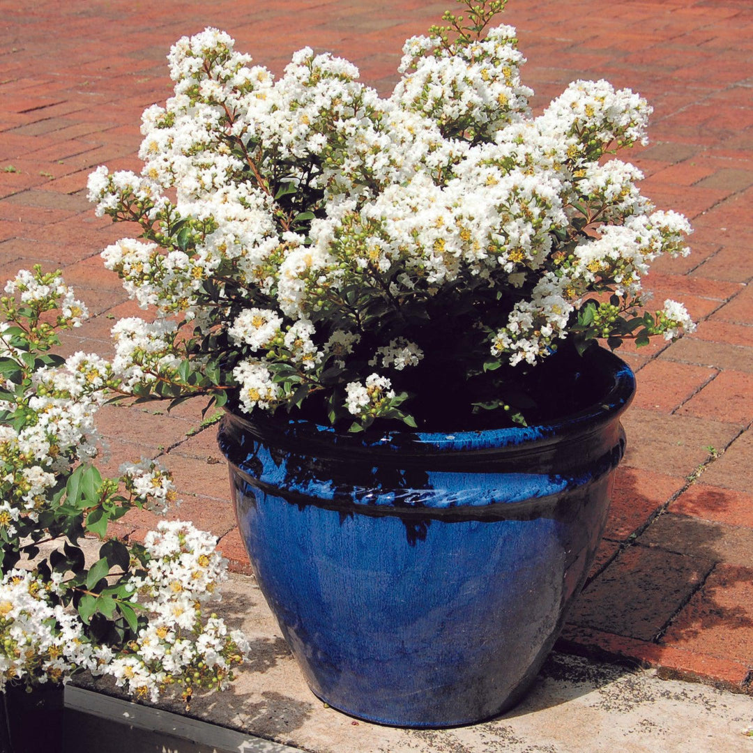 Diamond Dazzle Crape Myrtle with crisp white flowers