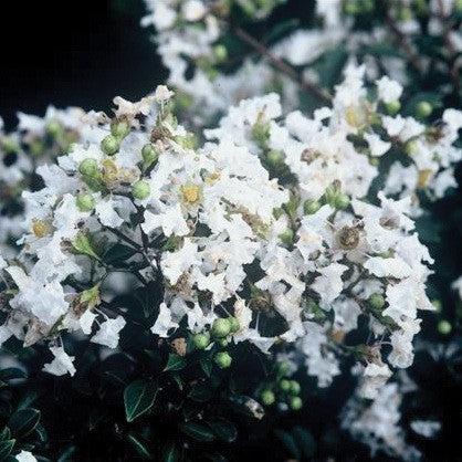 Diamond Dazzle Crape Myrtle with crisp white flowers