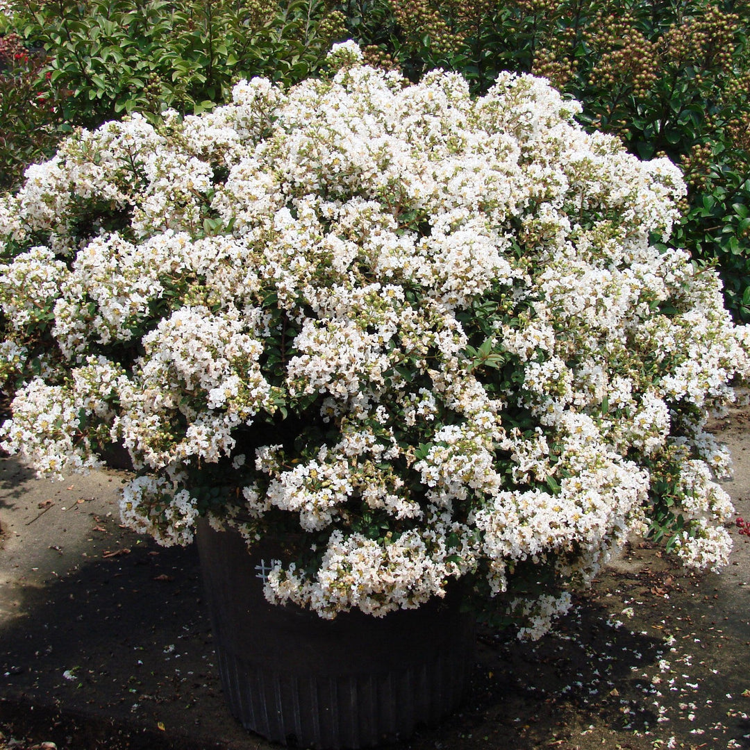Diamond Dazzle Crape Myrtle with crisp white flowers