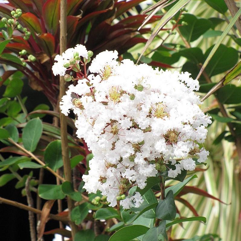 Diamond Dazzle Crape Myrtle with crisp white flowers