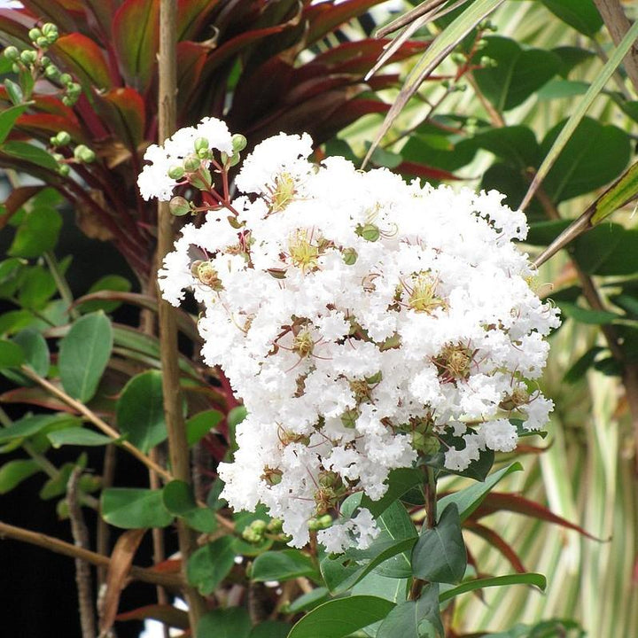 Diamond Dazzle Crape Myrtle with crisp white flowers