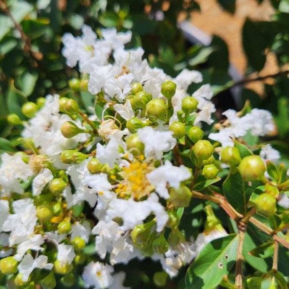 Diamond Dazzle Crape Myrtle with crisp white flowers