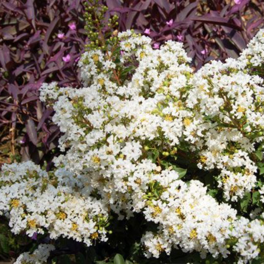 Diamond Dazzle Crape Myrtle with crisp white flowers