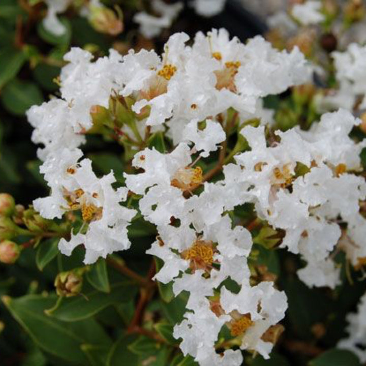Diamond Dazzle Crape Myrtle with crisp white flowers