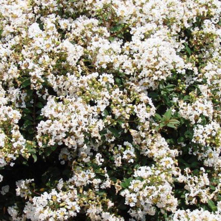Diamond Dazzle Crape Myrtle with crisp white flowers