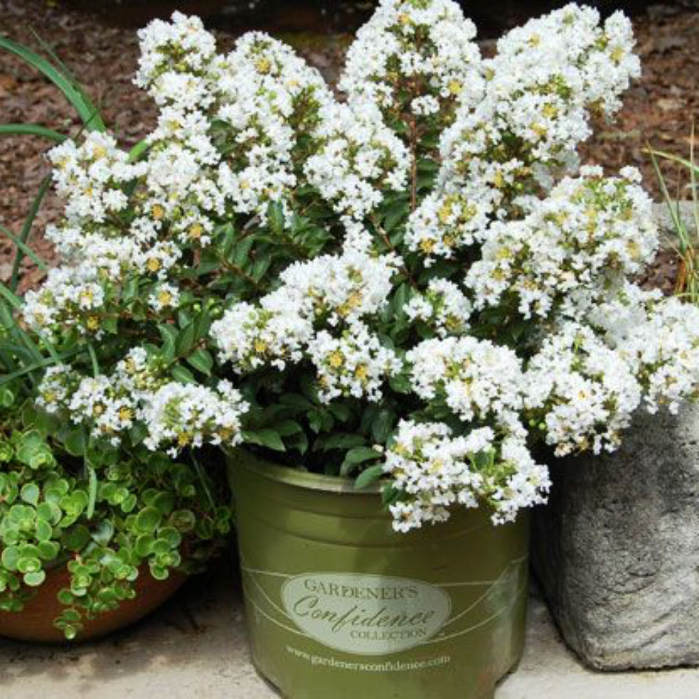 Diamond Dazzle Crape Myrtle with crisp white flowers