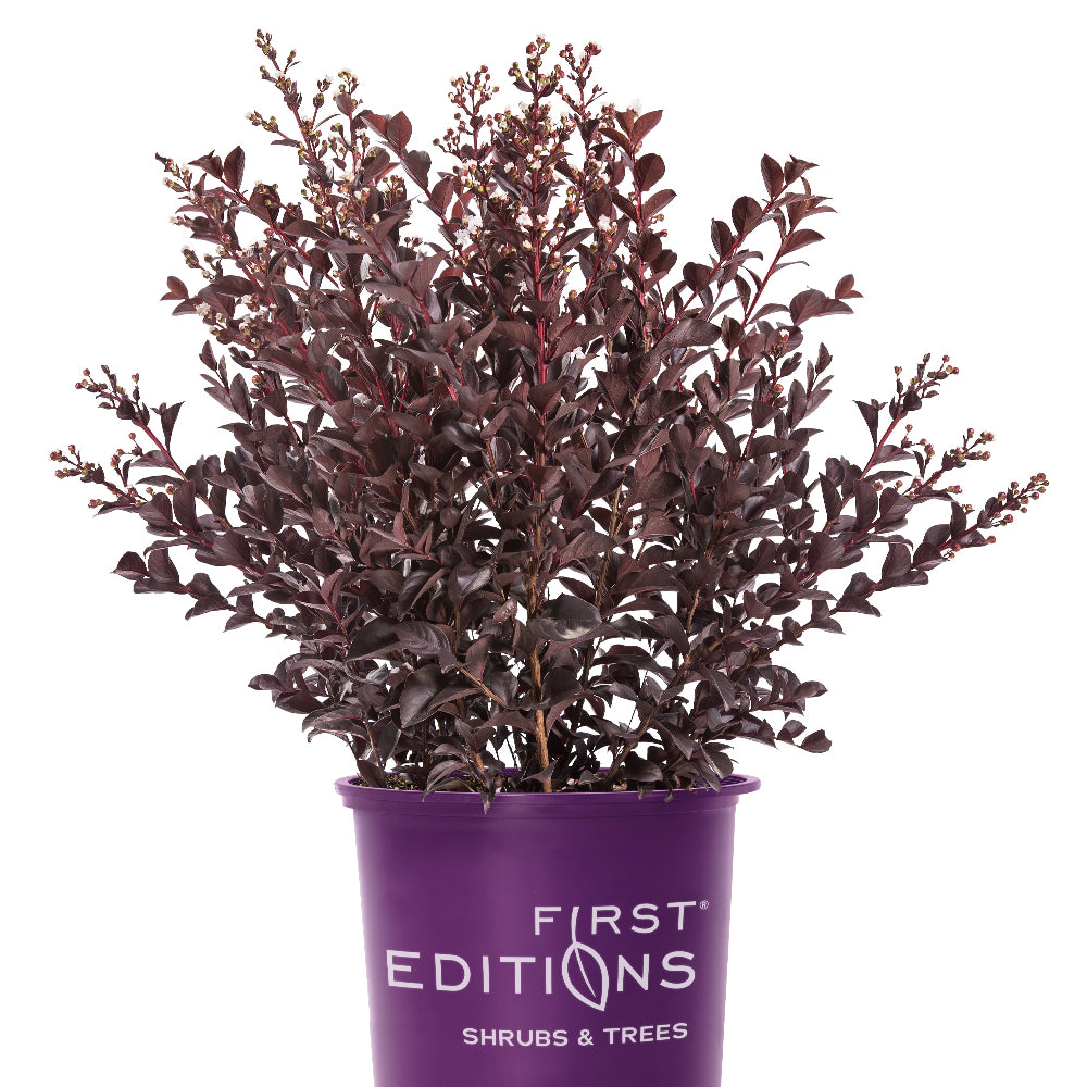 Lunar Magic Crape Myrtle with white flowers and dark burgundy foliage
