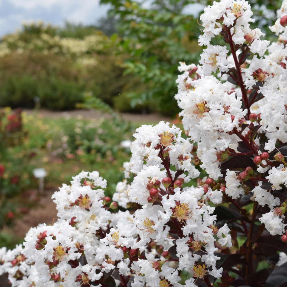 Lunar Magic Crape Myrtle with white flowers and dark burgundy foliage