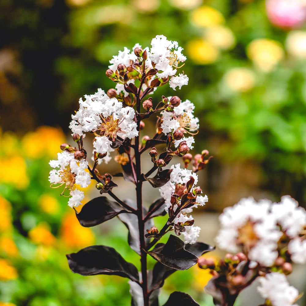 Lunar Magic Crape Myrtle with white flowers and dark burgundy foliage