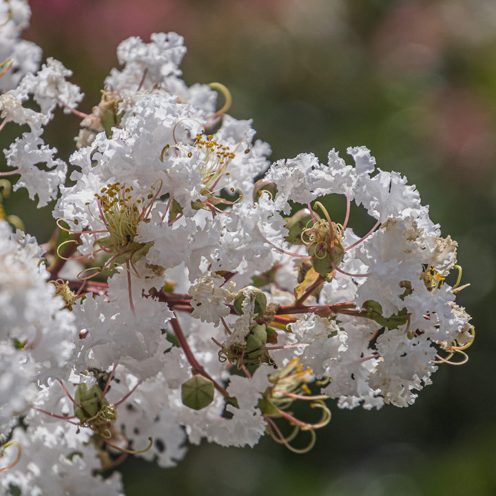 Lunar Magic Crape Myrtle with white flowers and dark burgundy foliage