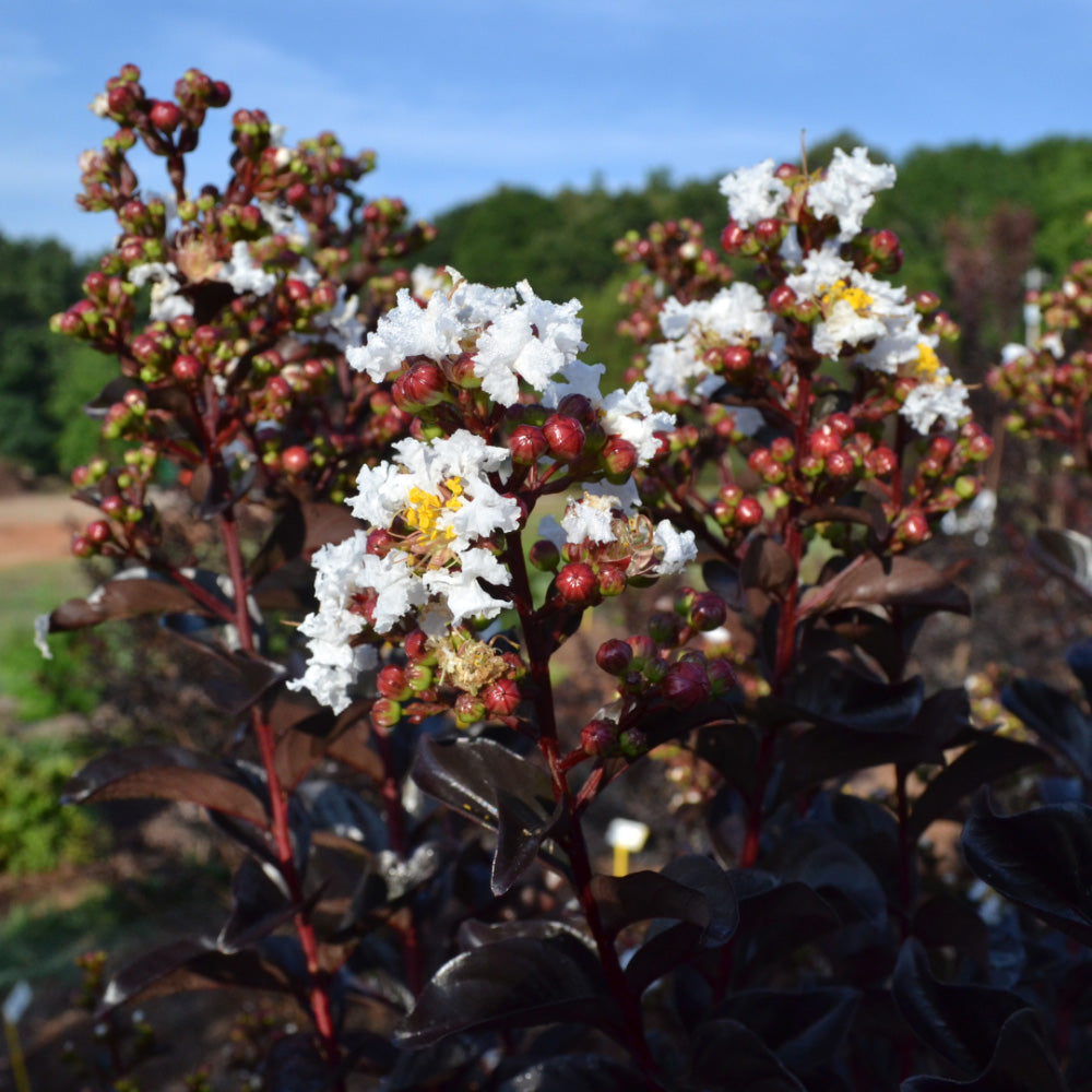 Lunar Magic Crape Myrtle with white flowers and dark burgundy foliage