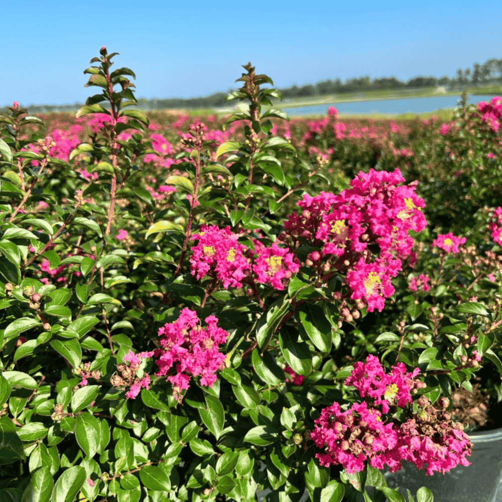 Pocomoke Crape Myrtle with bright pink flowers