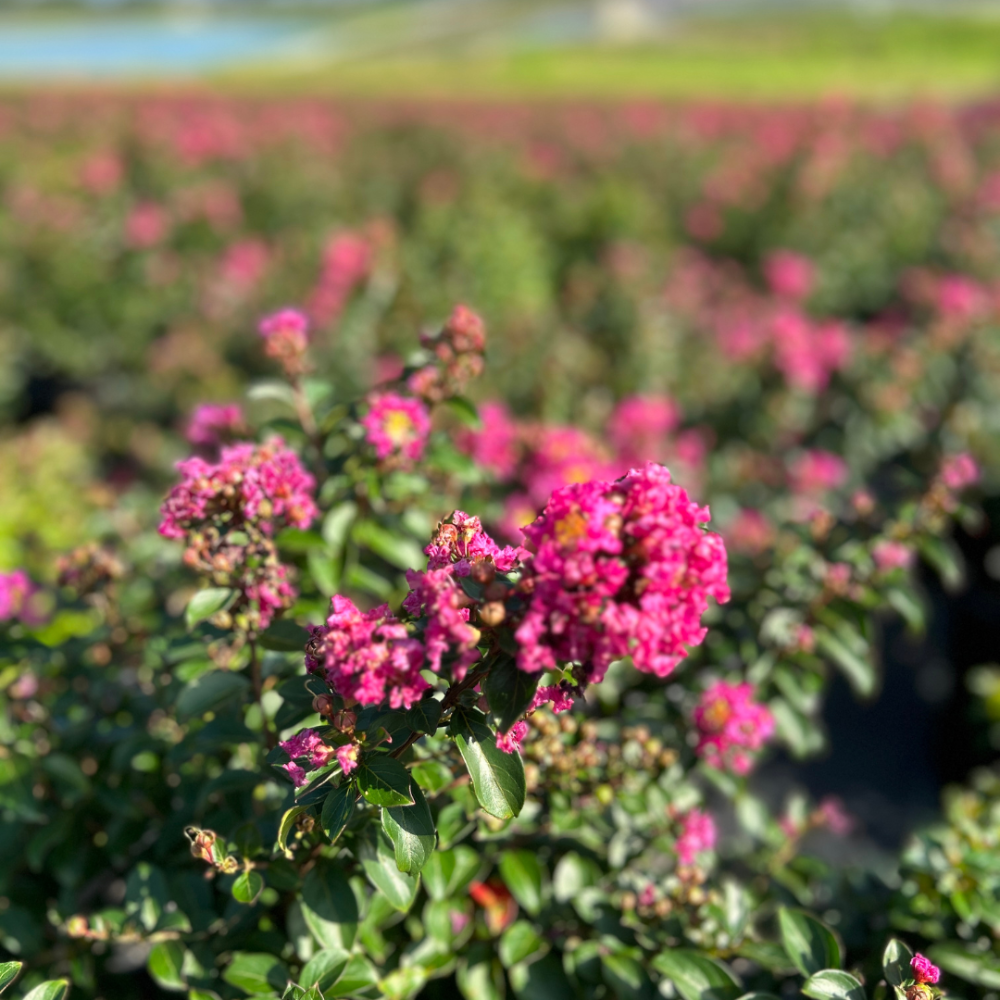 Pocomoke Crape Myrtle with bright pink flowers