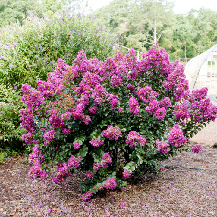 Purple Magic Crape Myrtle with vivid purple flowers