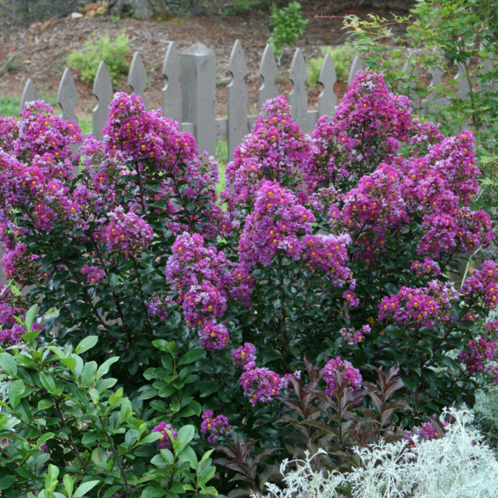 Purple Magic Crape Myrtle with vivid purple flowers