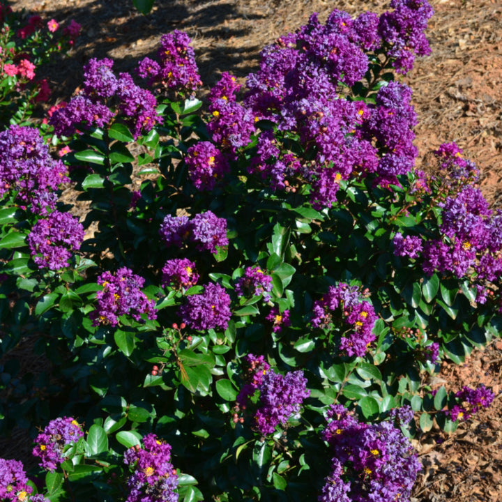 Purple Magic Crape Myrtle with vivid purple flowers