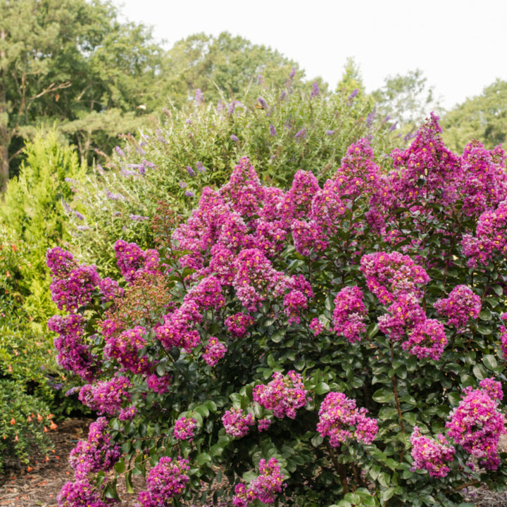 Purple Magic Crape Myrtle with vivid purple flowers