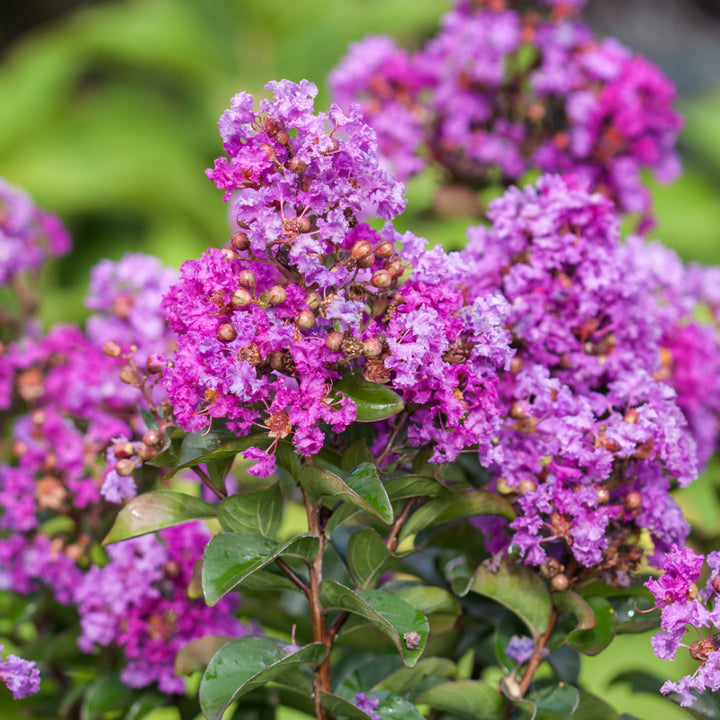 Purple Magic Crape Myrtle with vivid purple flowers