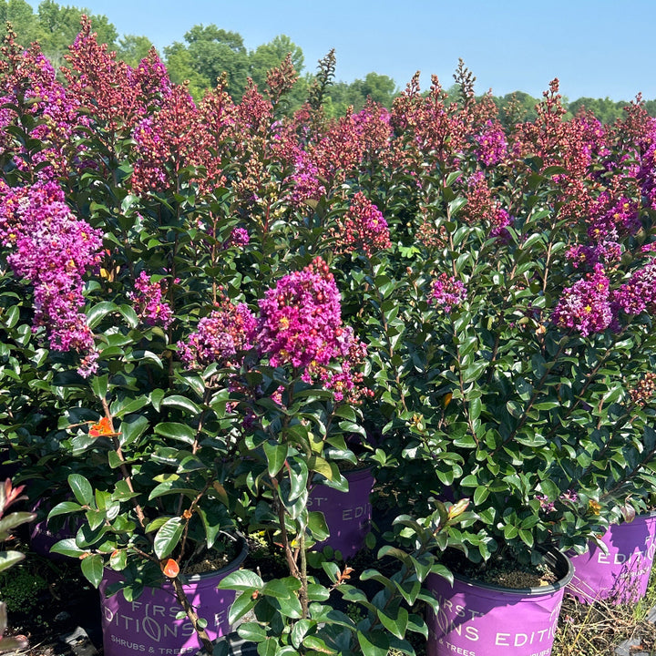Purple Magic Crape Myrtle with vivid purple flowers