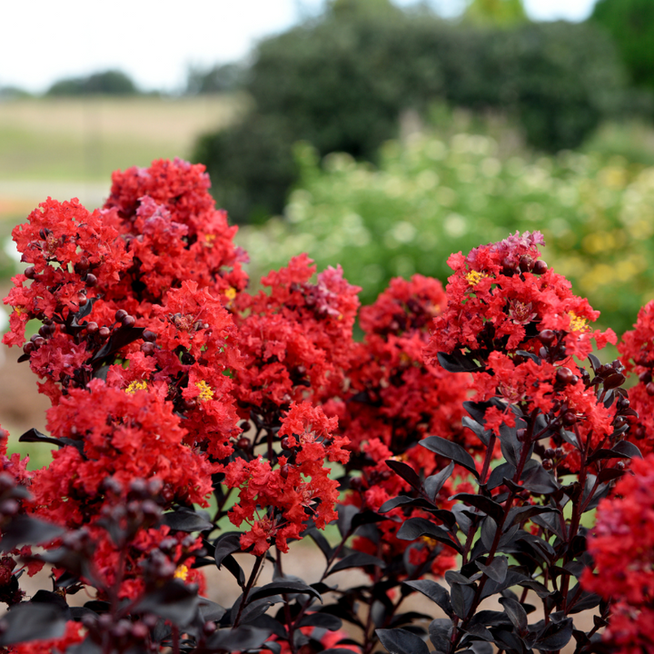 Sunset Magic Crape Myrtle with deep red flowers and burgundy foliage