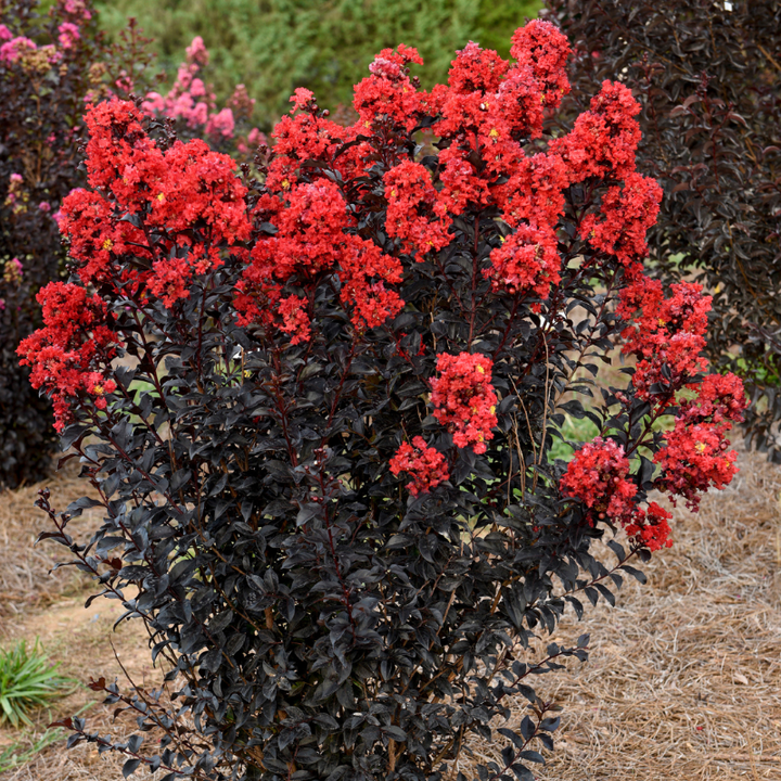Sunset Magic Crape Myrtle with deep red flowers and burgundy foliage