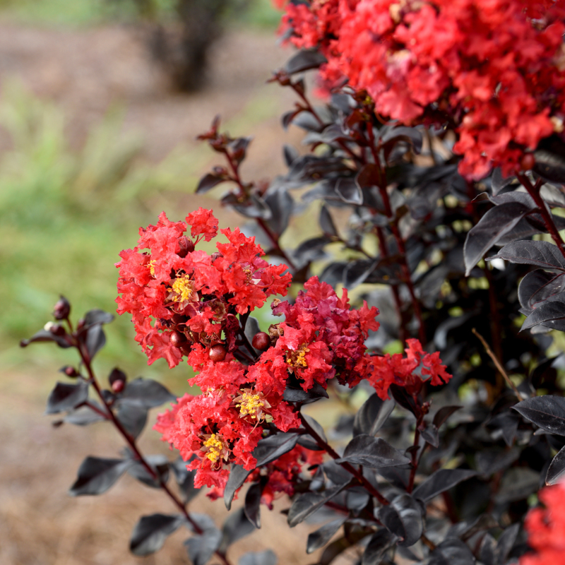 Sunset Magic Crape Myrtle with deep red flowers and burgundy foliage