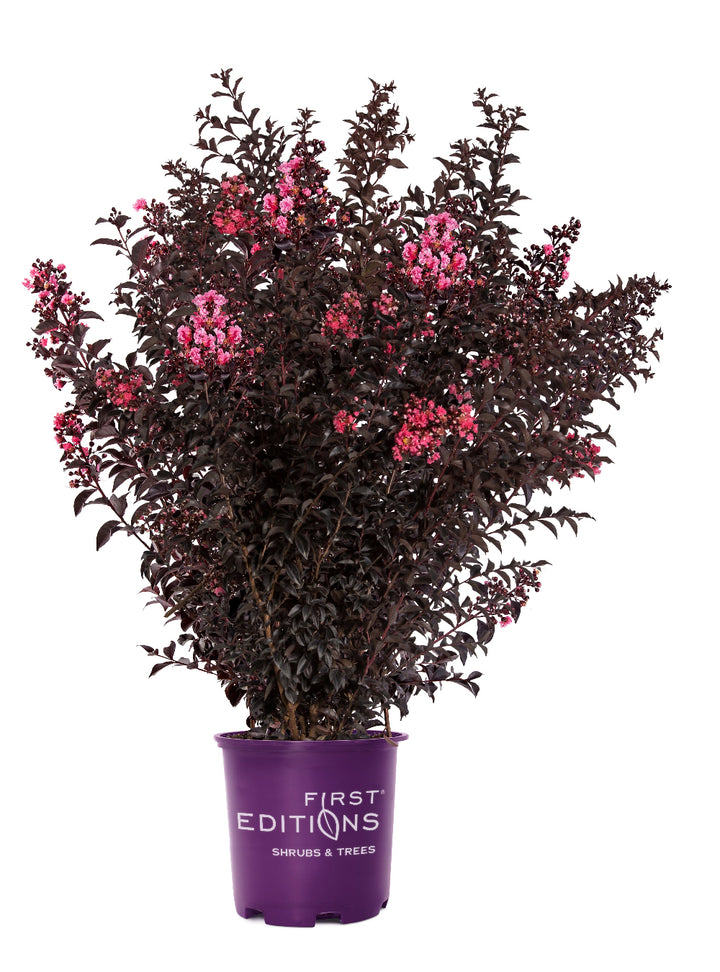 Sunset Magic Crape Myrtle with deep red flowers and burgundy foliage