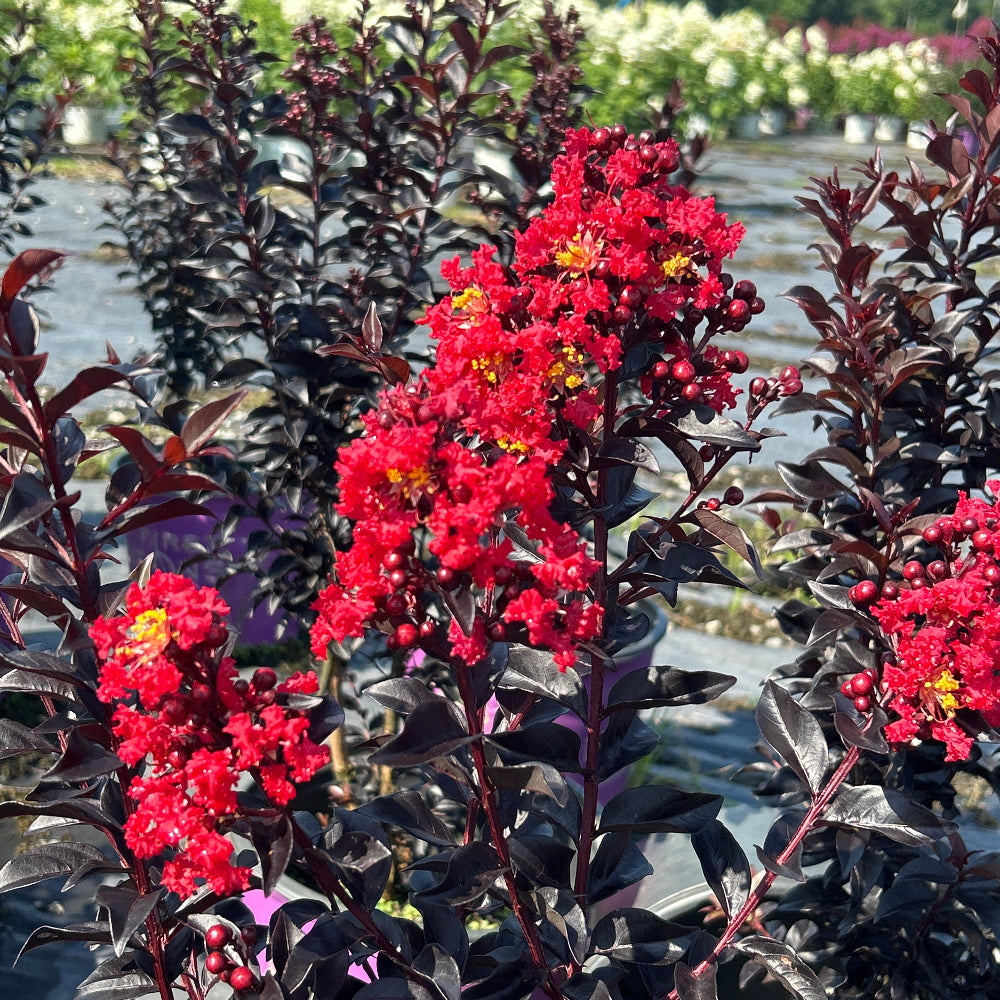 Sunset Magic Crape Myrtle with deep red flowers and burgundy foliage