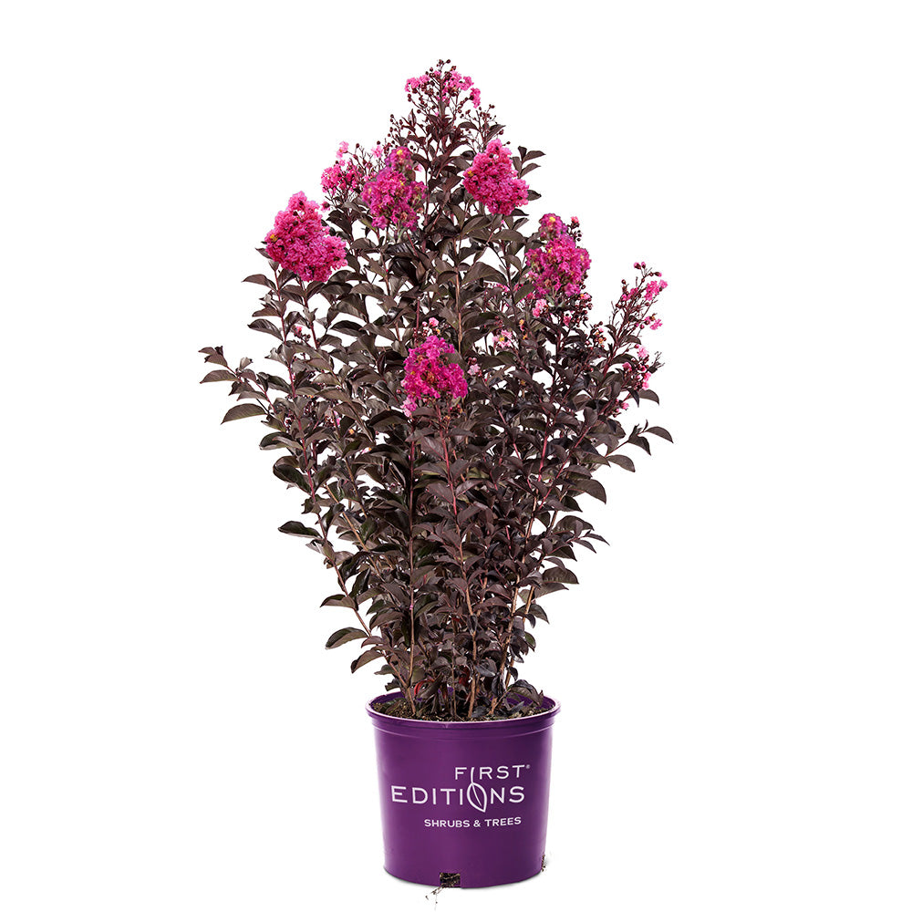 Twilight Magic Crape Myrtle with pink purple flowers and dark foliage