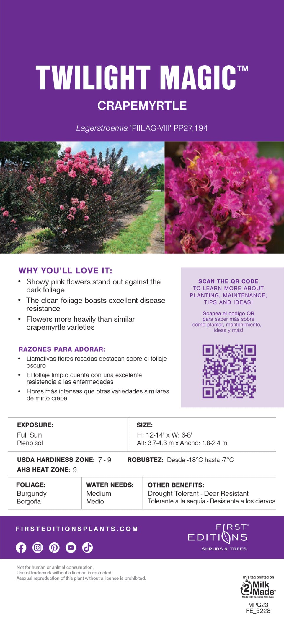 Twilight Magic Crape Myrtle with pink purple flowers and dark foliage