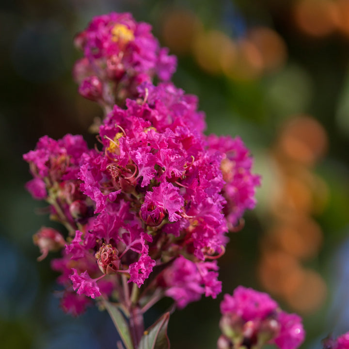 Twilight Magic Crape Myrtle with pink purple flowers and dark foliage