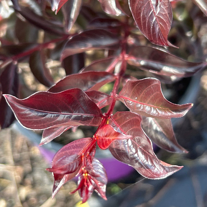 Twilight Magic Crape Myrtle with pink purple flowers and dark foliage