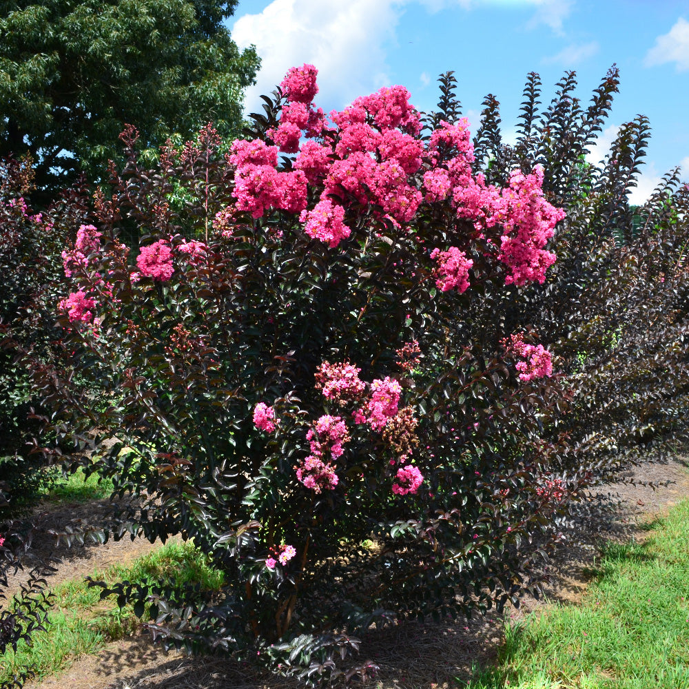 Twilight Magic Crape Myrtle with pink purple flowers and dark foliage
