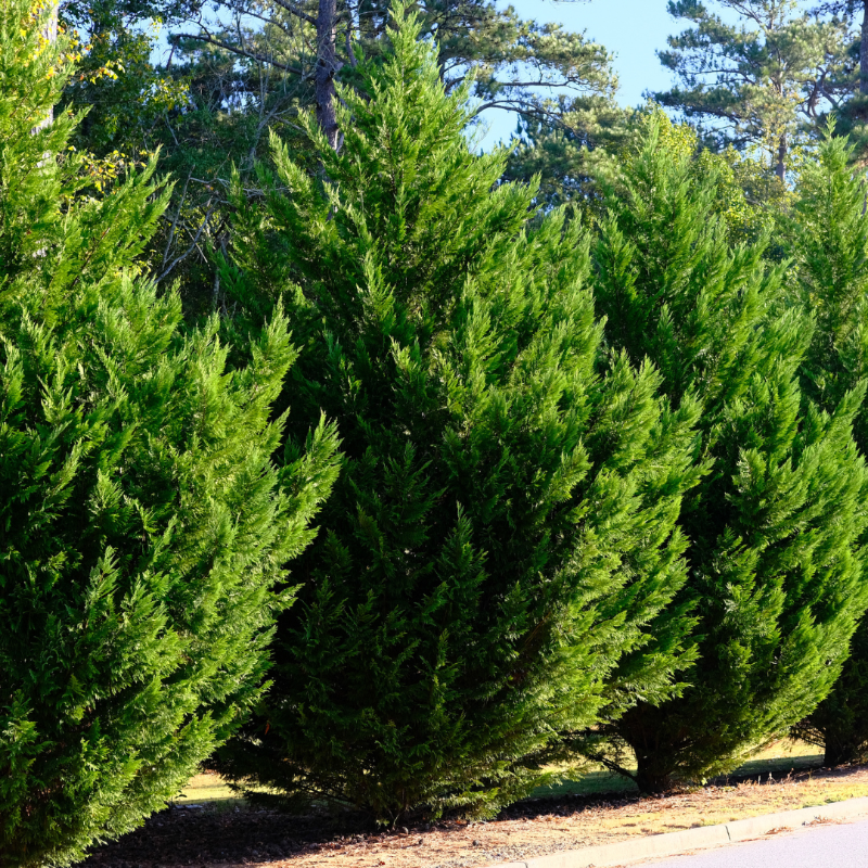 Leyland Cypress with dense green pyramidal evergreen foliage