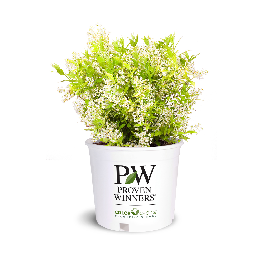 Chardonnay Pearls Deutzia with lemon lime foliage and white flowers
