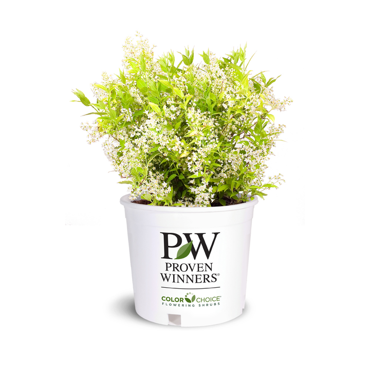 Chardonnay Pearls Deutzia with lemon lime foliage and white flowers